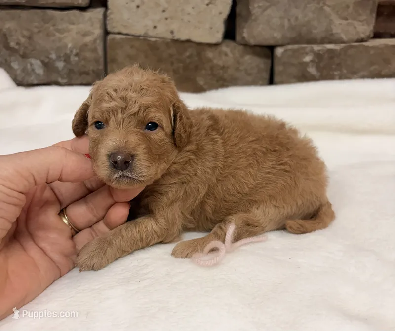 Miniature AKC Pink Collar – Poodle - Miniature  puppy for sale in Cullman, AL