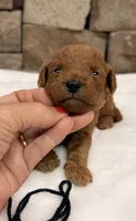 Micro mini boy Black Collar, a male Miniature Goldendoodle for sale in Cullman, AL – 2 of 3