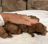 Miniature Girl 1, a female Miniature Goldendoodle for sale in Cullman, AL – 1 of 3