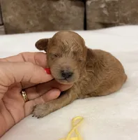 AKC Mini Poodle Yellow Collar, a female Poodle - Miniature  for sale in Cullman, AL – 2 of 7