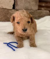 AKC Mini Boy Poodle, a male Poodle - Miniature  for sale in Cullman, AL – 3 of 4