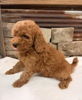 Mini boy, a male Miniature Goldendoodle for sale in Cullman, AL – 7 of 7