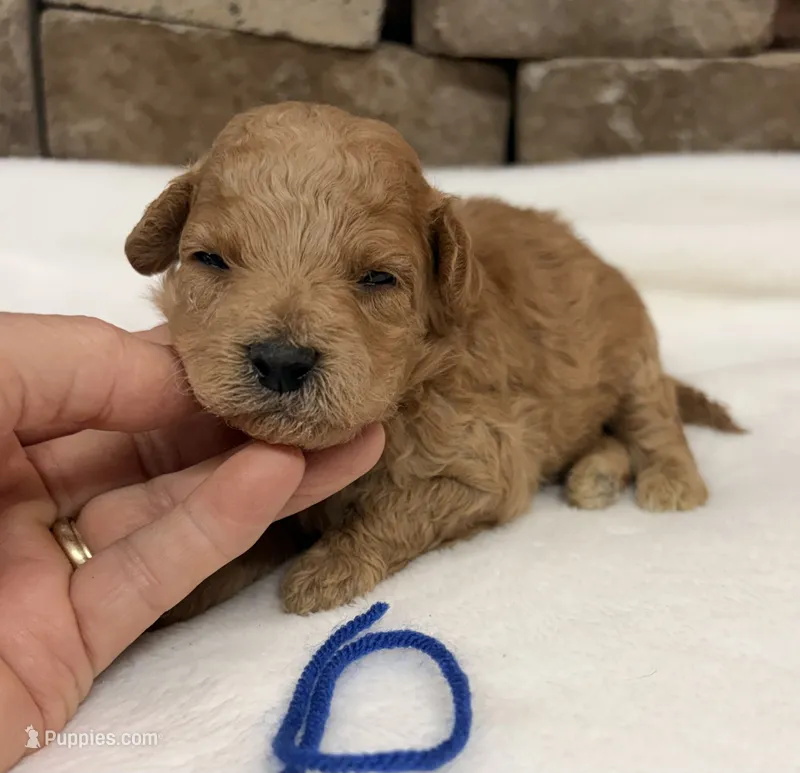 AKC Mini Poodle Boy – Poodle - Miniature  puppy for sale in Cullman, AL