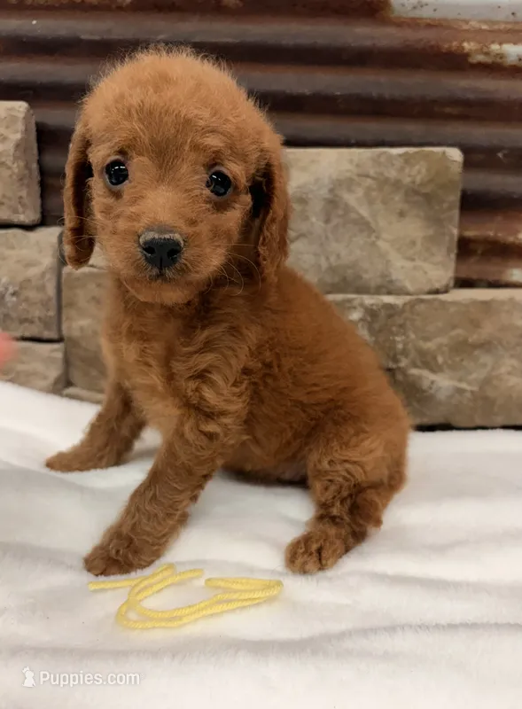 Mini Yellow Collar – Miniature Goldendoodle puppy for sale in Cullman, AL