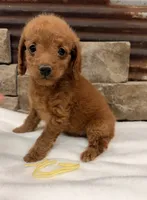 Mini Yellow Collar, a female Miniature Goldendoodle for sale in Cullman, AL – 1 of 7