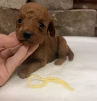 Mini F1b Yellow Collar, a female Miniature Goldendoodle for sale in Cullman, AL – 2 of 6