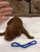 Miniature boy, a male Miniature Goldendoodle for sale in Cullman, AL – 1 of 3
