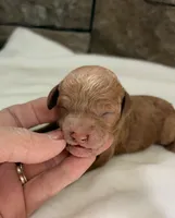 CKC mini boy Red, a male Miniature Goldendoodle for sale in Cullman, AL – Photo 2 of 4