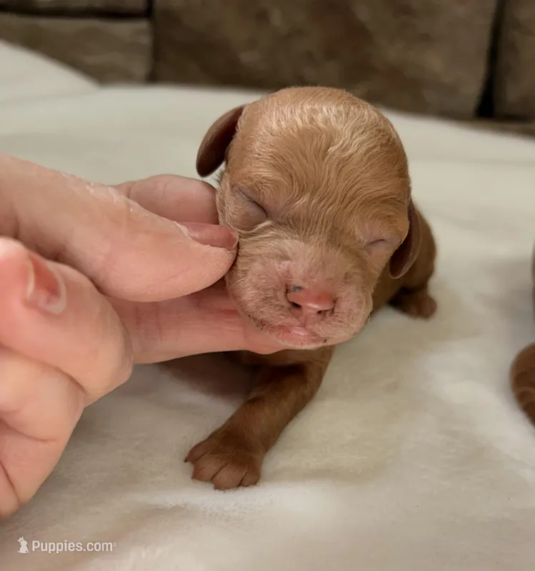 CKC mini boy Red, a male Miniature Goldendoodle for sale in Cullman, AL – Photo 1 of 4