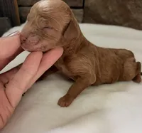 CKC mini boy Red, a male Miniature Goldendoodle for sale in Cullman, AL – Photo 4 of 4