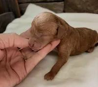 CKC mini boy Red, a male Miniature Goldendoodle for sale in Cullman, AL – Photo 3 of 4