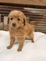 Mini girl , a female Poodle - Miniature  for sale in Cullman, AL – 3 of 5