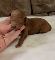 CKC mini girl Purple, a male Miniature Goldendoodle for sale in Cullman, AL – Photo 4 of 6