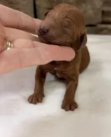 CKC mini girl Purple, a male Miniature Goldendoodle for sale in Cullman, AL – Photo 3 of 6