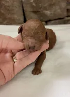 CKC mini girl Purple, a male Miniature Goldendoodle for sale in Cullman, AL – Photo 5 of 6