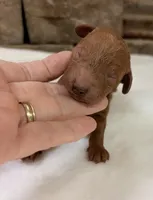 CKC mini girl Purple, a male Miniature Goldendoodle for sale in Cullman, AL – Photo 2 of 6