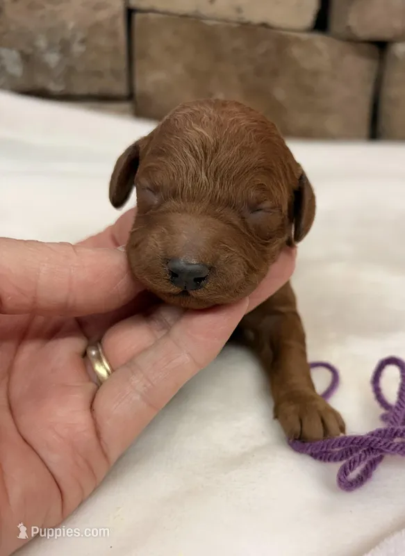 CKC mini girl Purple