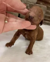 CKC mini girl Purple, a male Miniature Goldendoodle for sale in Cullman, AL – Photo 6 of 6