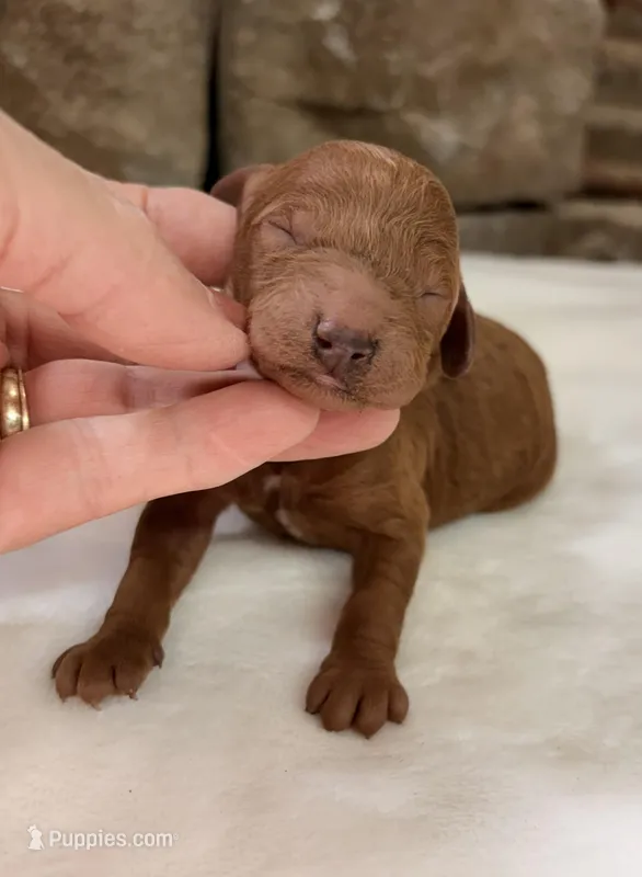 CKC mini girl Purple