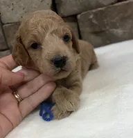 Mini F1b Blue Collar, a female Miniature Goldendoodle for sale in Cullman, AL – 2 of 5