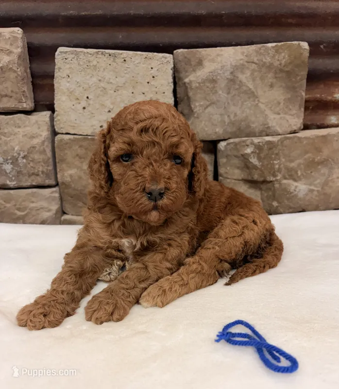 Miniature boy – Miniature Goldendoodle puppy for sale in Cullman, AL