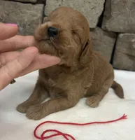 Mini F1b Red Collar, a female Miniature Goldendoodle for sale in Cullman, AL – 4 of 6