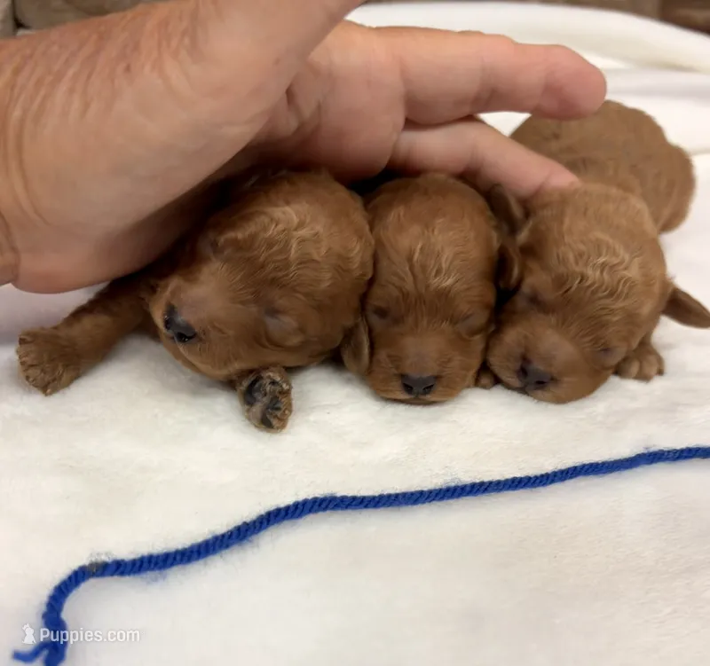 Micro boy – Miniature Goldendoodle puppy for sale in Cullman, AL