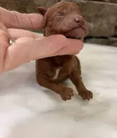 CKC mini boy Black, a male Miniature Goldendoodle for sale in Cullman, AL – Photo 6 of 6