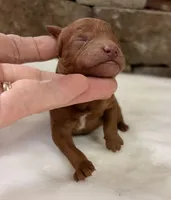 CKC mini boy Black, a male Miniature Goldendoodle for sale in Cullman, AL – Photo 2 of 6