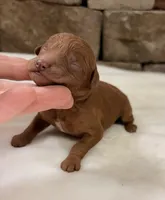 CKC mini boy Black, a male Miniature Goldendoodle for sale in Cullman, AL – Photo 4 of 6