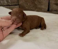 CKC mini boy Black, a male Miniature Goldendoodle for sale in Cullman, AL – Photo 5 of 6