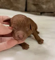 CKC mini boy Black, a male Miniature Goldendoodle for sale in Cullman, AL – Photo 1 of 6