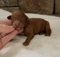 CKC mini boy Black, a male Miniature Goldendoodle for sale in Cullman, AL – Photo 3 of 6