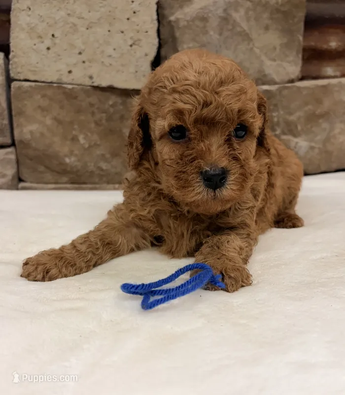 Micro Mini Blue Collar – Miniature Goldendoodle puppy for sale in Cullman, AL