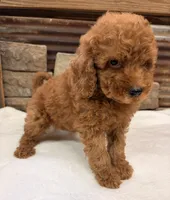 Mini boy, a male Miniature Goldendoodle for sale in Cullman, AL – 6 of 7