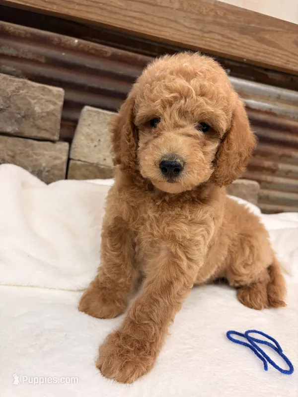 Mini F1b Blue Collar – Miniature Goldendoodle puppy for sale in Cullman, AL