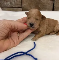 AKC Mini Poodle Boy, a male Poodle - Miniature  for sale in Cullman, AL – 1 of 4