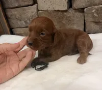 Mini F1b Black Collar, a female Miniature Goldendoodle for sale in Cullman, AL – 3 of 7