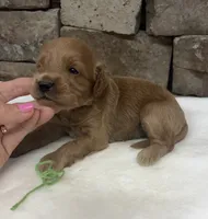 Mini F1b Green Collar, a female Miniature Goldendoodle for sale in Cullman, AL – 5 of 7