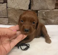 Mini F1b Black Collar, a female Miniature Goldendoodle for sale in Cullman, AL – 6 of 7