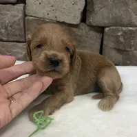 Mini F1b Green Collar, a female Miniature Goldendoodle for sale in Cullman, AL – 4 of 7