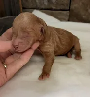 CKC Mini Boy Blue, a male Miniature Goldendoodle for sale in Cullman, AL – Photo 3 of 4