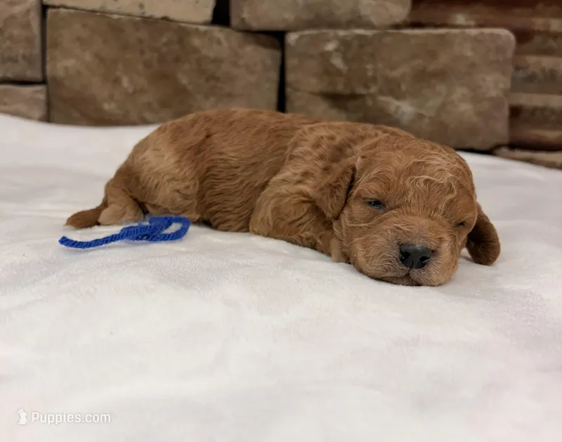 CKC Mini Boy Blue – Miniature Goldendoodle puppy for sale in Cullman, AL