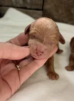 CKC Mini Boy Blue, a male Miniature Goldendoodle for sale in Cullman, AL – Photo 2 of 4