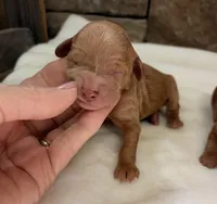 CKC Mini Boy Blue, a male Miniature Goldendoodle for sale in Cullman, AL – Photo 4 of 4