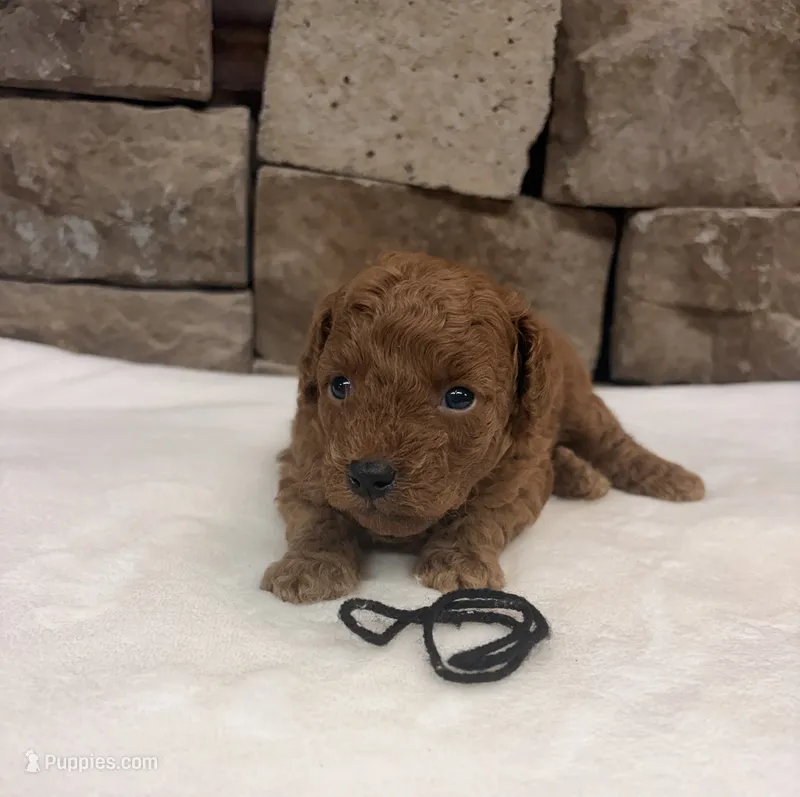 Micro mini boy Black Collar – Miniature Goldendoodle puppy for sale in Cullman, AL