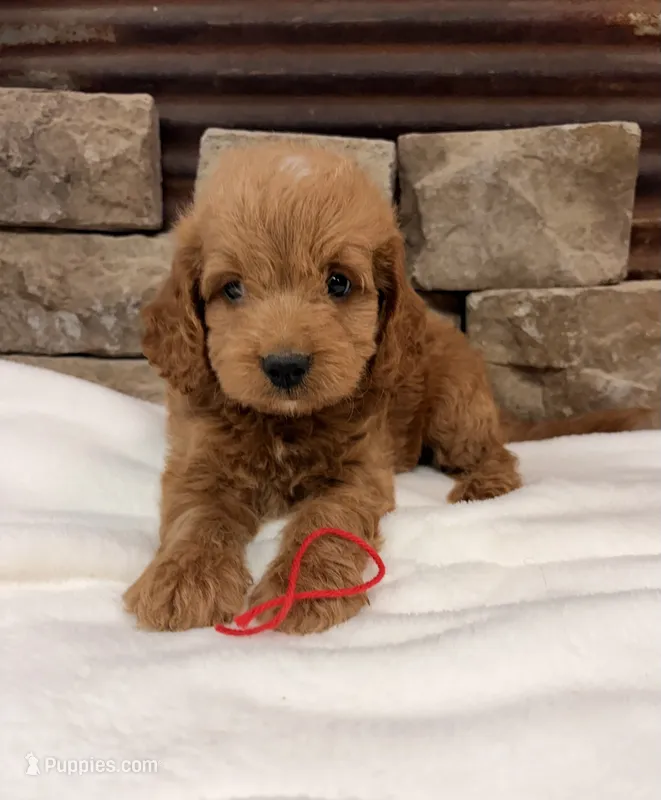 Mini F1b Red Collar – Miniature Goldendoodle puppy for sale in Cullman, AL