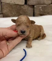 AKC Mini Poodle Boy, a male Poodle - Miniature  for sale in Cullman, AL – 4 of 4