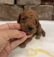 Mini F1b Yellow Collar, a female Miniature Goldendoodle for sale in Cullman, AL – 4 of 6