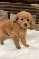 Mini girl , a female Poodle - Miniature  for sale in Cullman, AL – 2 of 5
